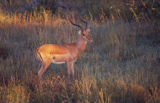 An adult impala ram in Kruger National Park in South Africa.