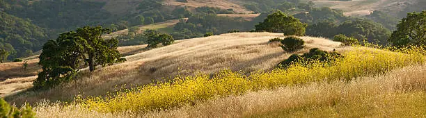 A panorama of California oak grassland and mustard wildflower field in summer, in Calero Park, near San Jose