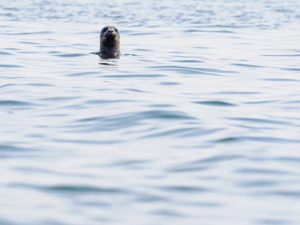 A curious seal swims underwater in Sweden, with its head above the surface of the sea. Its majestic presence is a testament to animal wildlife.