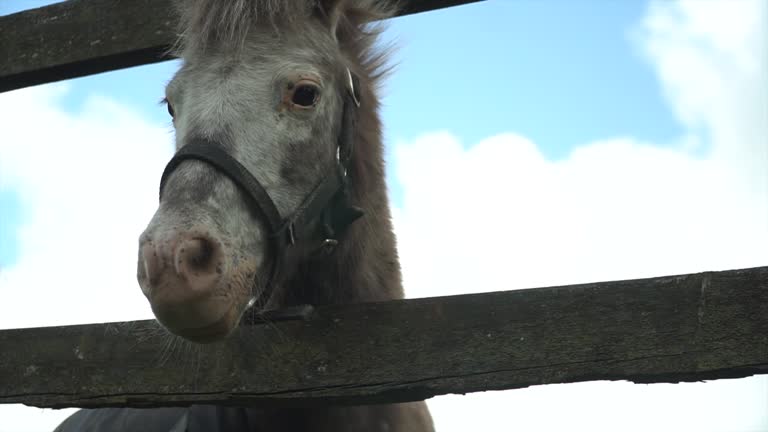 Closeup of a Mule horse head between wooden fence under blue sky