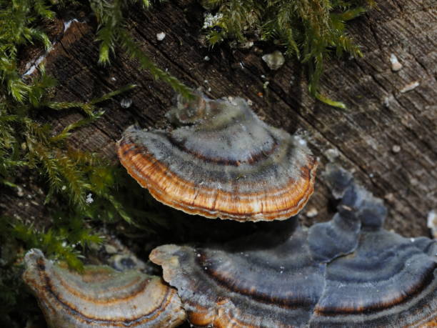istock A cluster of Mushrooms 1493715410