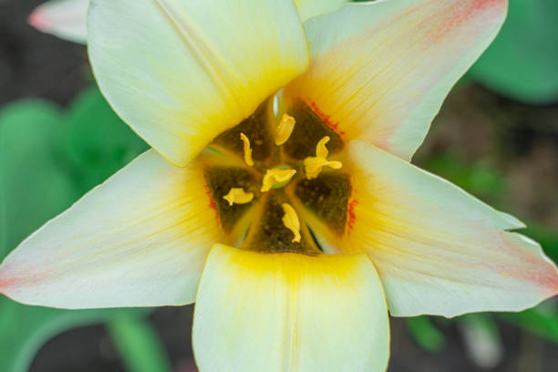 Yellow tulips close-up on a beautiful background. photo beautiful