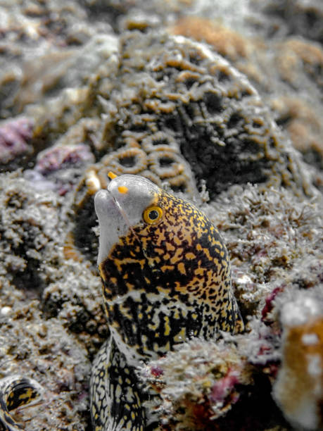 снежинка мурена - snowflake moray eel стоковые фото и изображения