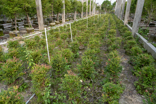 Jubaticaba fruit seedlings in organic orchards