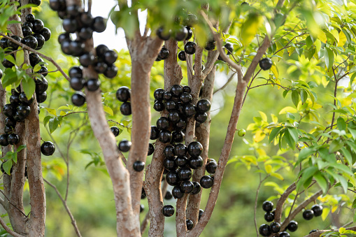 The Jubaticaba fruit in the organic orchard has matured