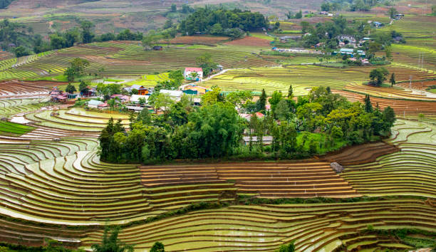 Rice planting season in Lao Cai terraces fields