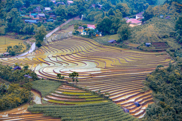 istock Rice planting season in Lao Cai terraces fields 1493717911
