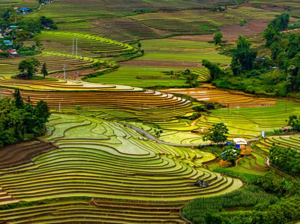 istock Rice planting season in Lao Cai terraces fields 1493717927