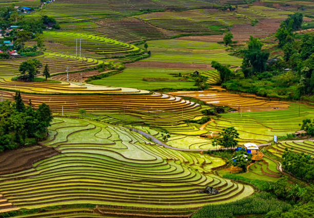 istock Rice planting season in Lao Cai terraces fields 1493717933
