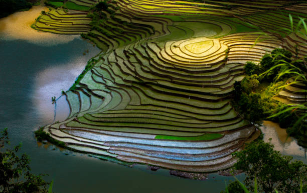 istock Rice planting season in Lao Cai terraces fields 1493718008