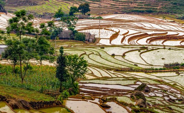 istock Rice planting season in Lao Cai terraces fields 1493718134