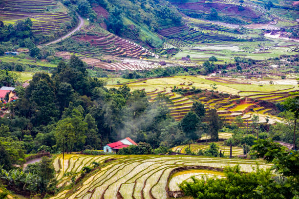 istock Rice planting season in Lao Cai terraces fields 1493718160