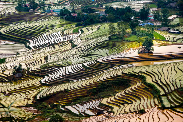 istock Rice planting season in Lao Cai terraces fields 1493718256