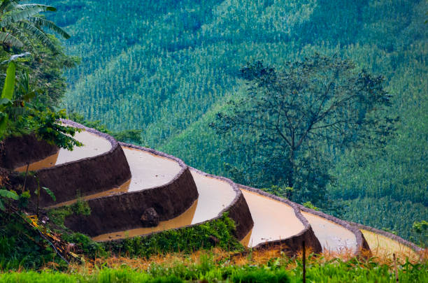 istock Rice planting season in Lao Cai terraces fields 1493718288