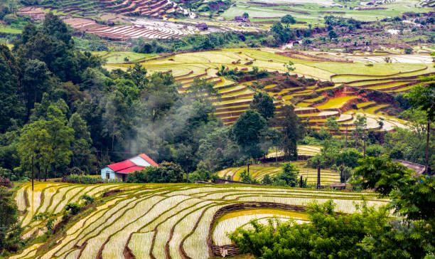 istock Rice planting season in Lao Cai terraces fields 1493718290
