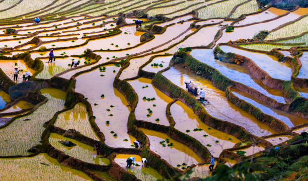 istock Rice planting season in Lao Cai terraces fields 1493718292