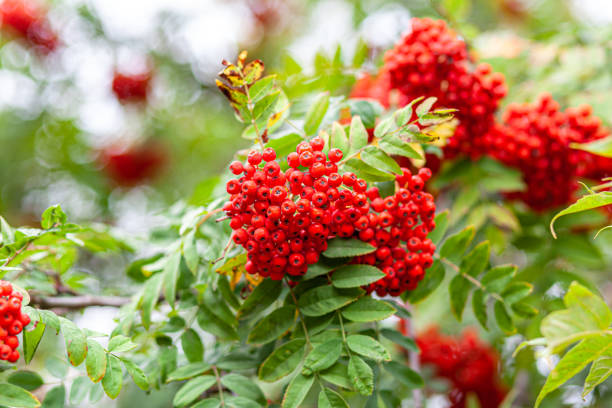 In this captivating photograph, vibrant red mountain ash berries glisten with raindrops from a recent thunderstorm. These brilliant clusters of berries are not only visually stunning but also a vital food source for various wildlife, especially during harsh winters. This image showcases the enchanting intersection of nature's beauty and ecological importance, where even the smallest elements contribute to the intricate web of life in our natural world.