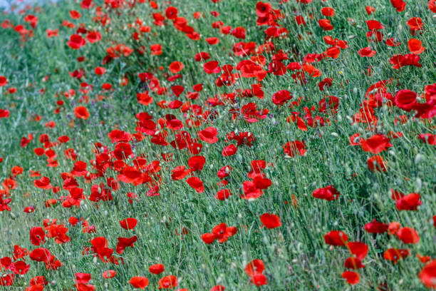 istock Many red poppy flowers with a blue sky 1493719296