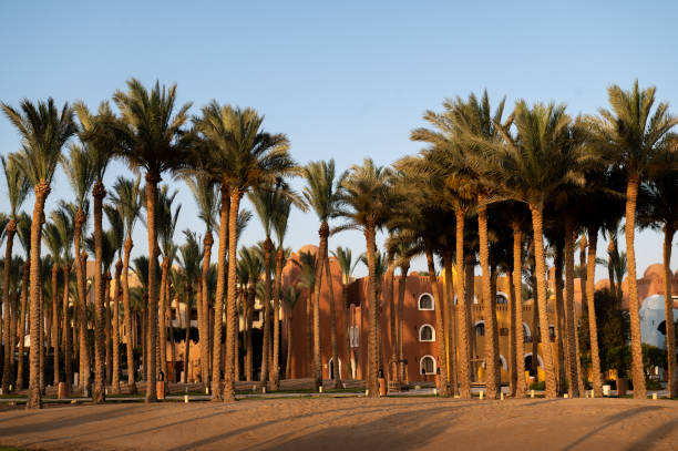 istock Beautiful palms in the city 1493719842