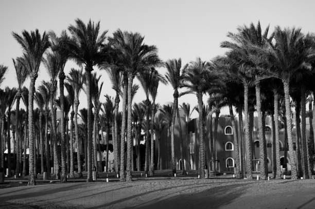 istock Palms in the city, black and white photo 1493719849