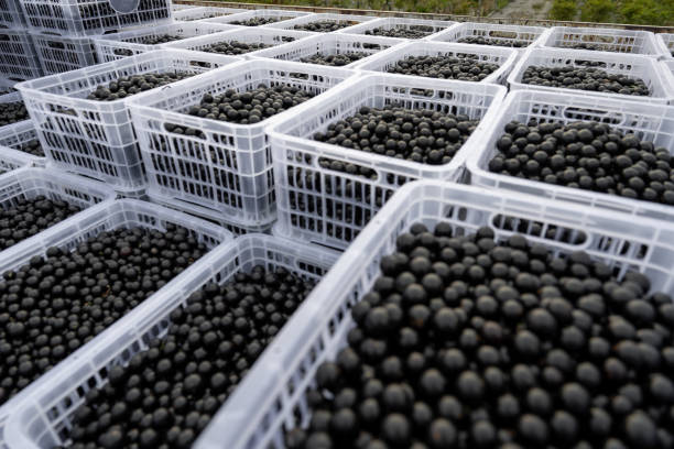 istock Basked Jubaticaba fruits in organic orchards 1493722885
