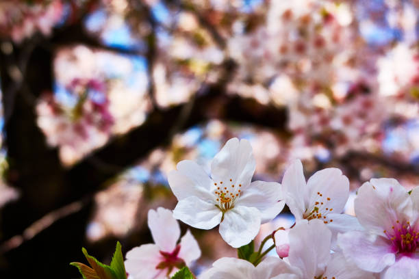 istock Close up of cherry blossum 1493722952