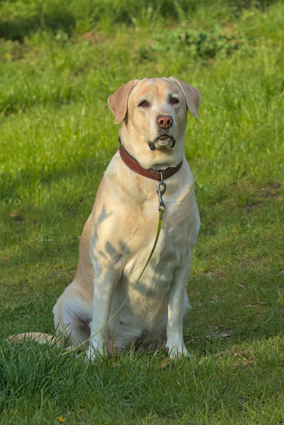 istock Cute labrador retriever dog walking in the park. 1493725054