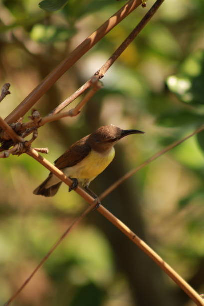 istock Female sunbird On Branch. India 1493725345