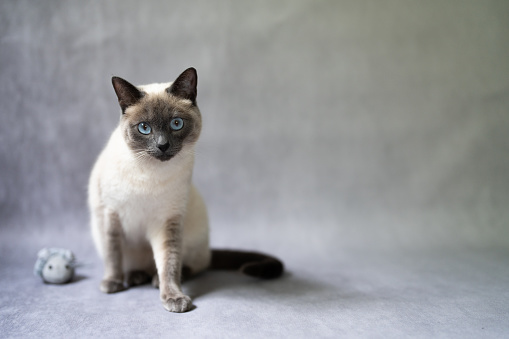 A beautiful Siamese cat sitting in its bed staring at the camera with intense blue eyes.