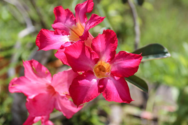 istock Pink Desert Rose Also Known As Impala Lily or Mock Azalea (Adenium Obesum) 1493725514