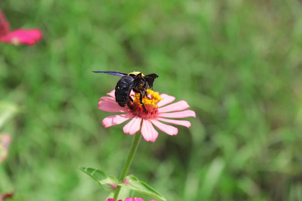 istock An Adult White-Cheeked Carpenter Bee on Peruvian Zinnia 1493726077