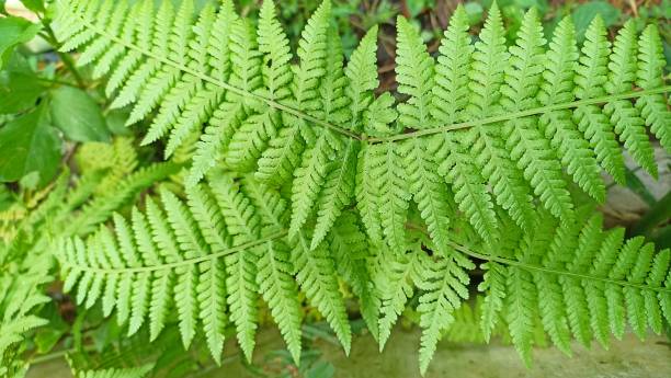 istock green weeds that thrive in the back garden 1493726866