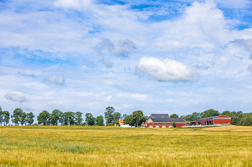 Falköping, Sweden-July, 2022:Field with crops by a farm in the countryside