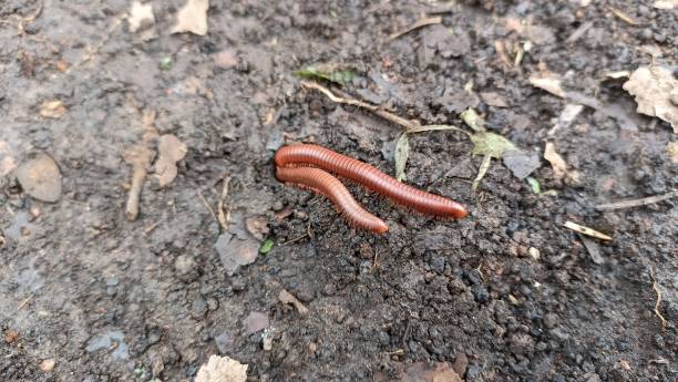 140+ Earthworms Mating Stock Photos, Pictures & Royalty-Free