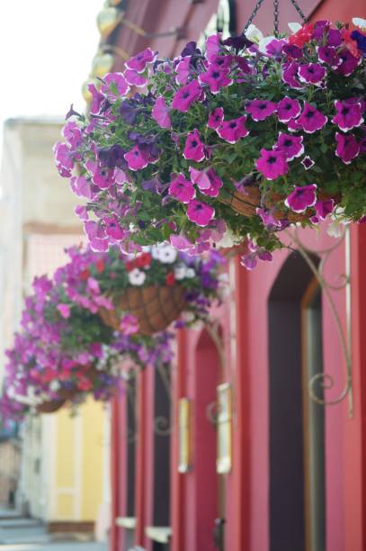 istock decorative flowers on the street 1493728108