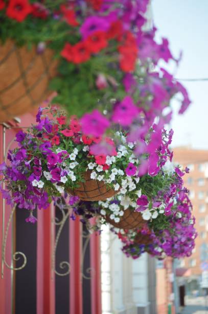 istock decorative flowers in a flowerpot 1493728160