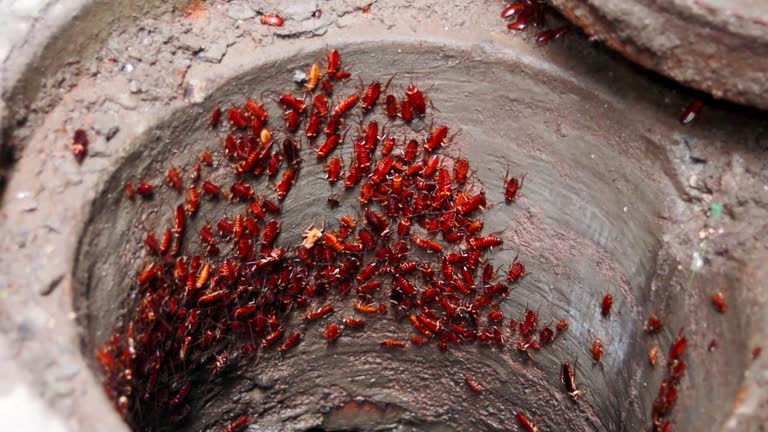 Large group of cockroach in the sewer