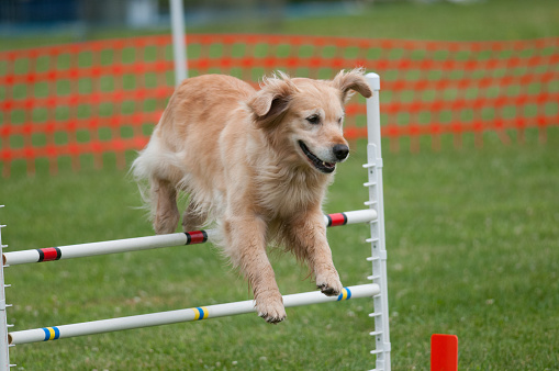 Golden Retriever competing in an agility competition
