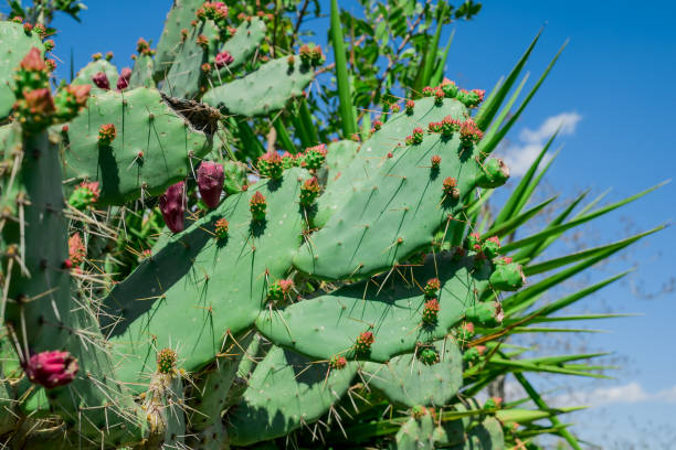 istock Barbary Fig plant,  Indian Fig Opuntia, spineless cactus, 1493729417