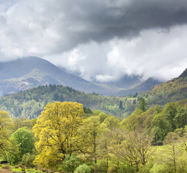 des arbres verdoyants au début du printemps avec les montagnes de cumbria derrière et un ciel lourd et orageux en mai dans le lake district anglais - may leaf spring green photos et images de collection