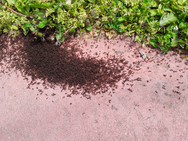 A swarm of pavement ants moving Close up image of ants. ant colony swarm of insects pest stock pictures, royalty-free photos & images