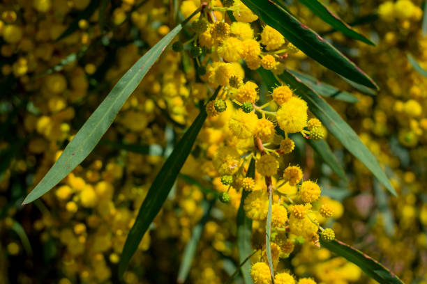 istock Branches of flowering Acacia dealbata mimosa 1493729683
