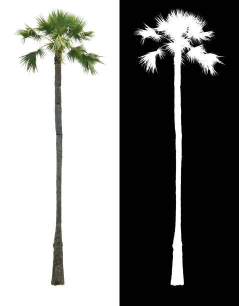 istock Asian Thai high Palm tree or Sugar palm tree, Toddy palm isolated on white background with alpha channel shadow split. 1493729702