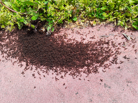 Close up image of ants.