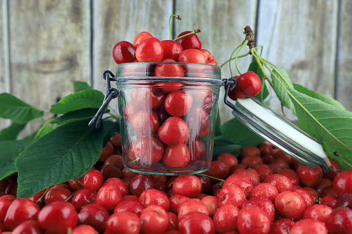 Fresh, healthy, real cherries from organic farming, ecological harvest on wood background.