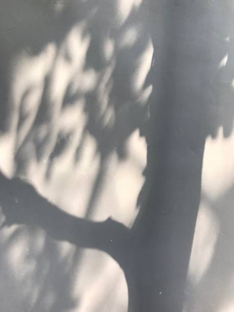 istock Shadow of Leaves on the wall 1493733387