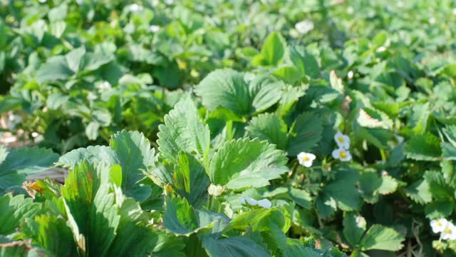 White flower on green strawberry. Plantation of young strawberries
