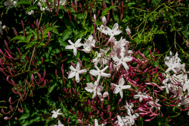 istock Pink small lanthanum flowers on green leaves 1493734632