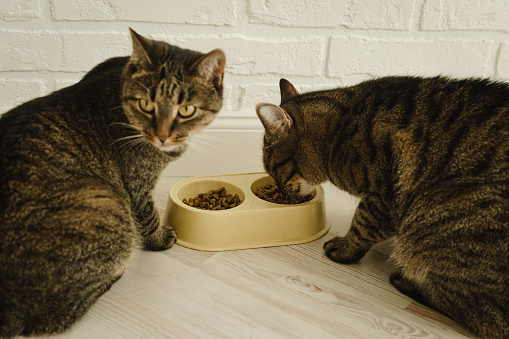Two cats eat dry food together in apartment