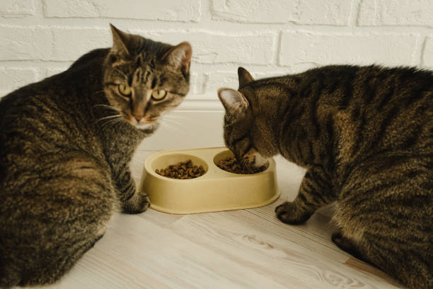 Two cats eat dry food together in apartment stock photo